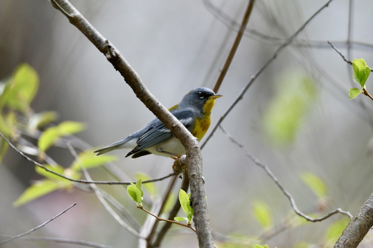 Northern Parula - ML618162286