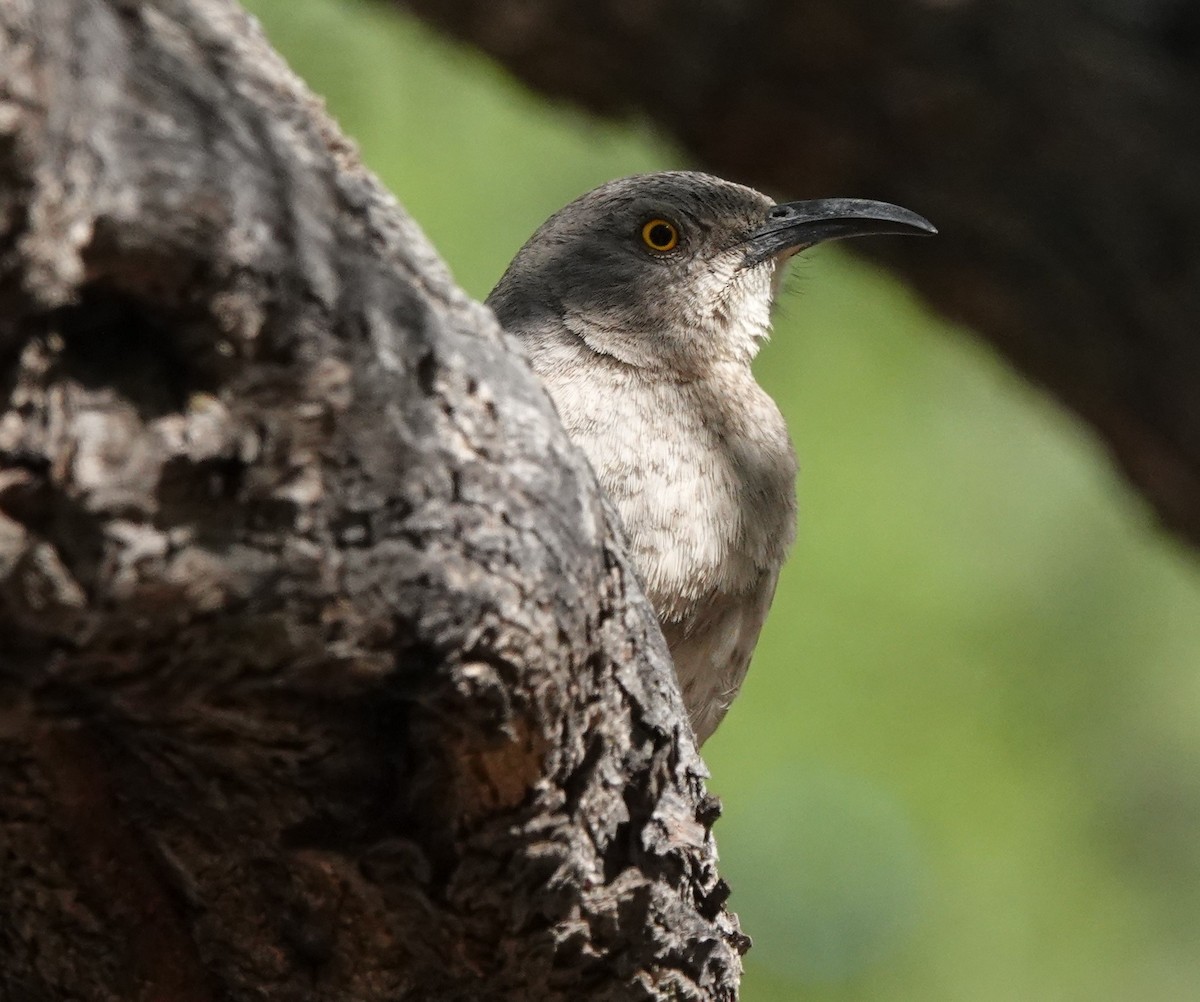 Curve-billed Thrasher - ML618162287