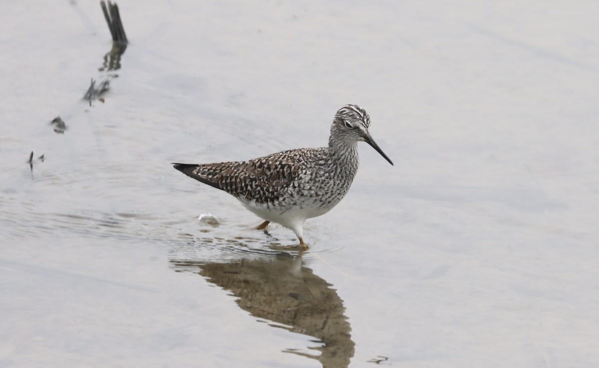 Lesser Yellowlegs - Douglas Hall