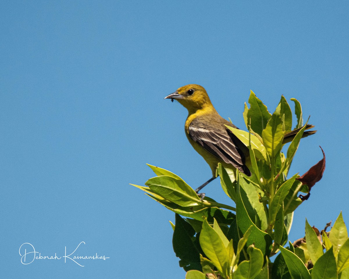 Orchard Oriole - Deborah Kainauskas