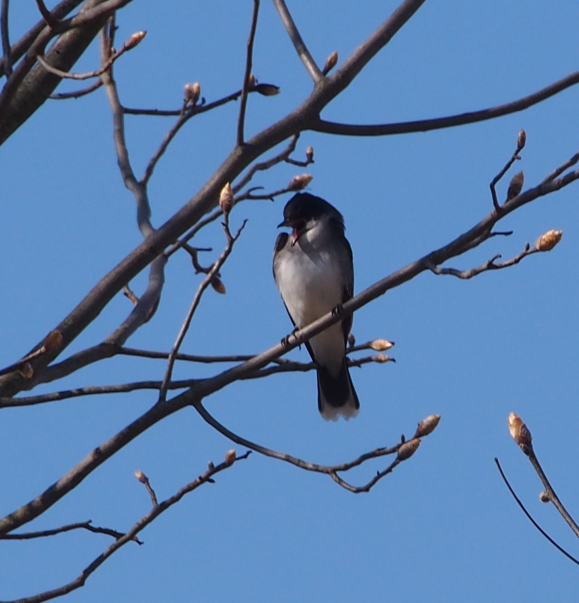 Eastern Kingbird - John Forcey