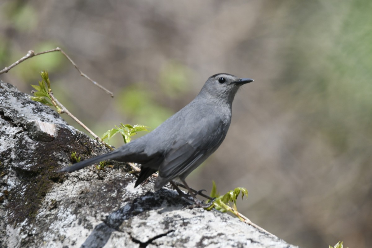 Pájaro Gato Gris - ML618162318