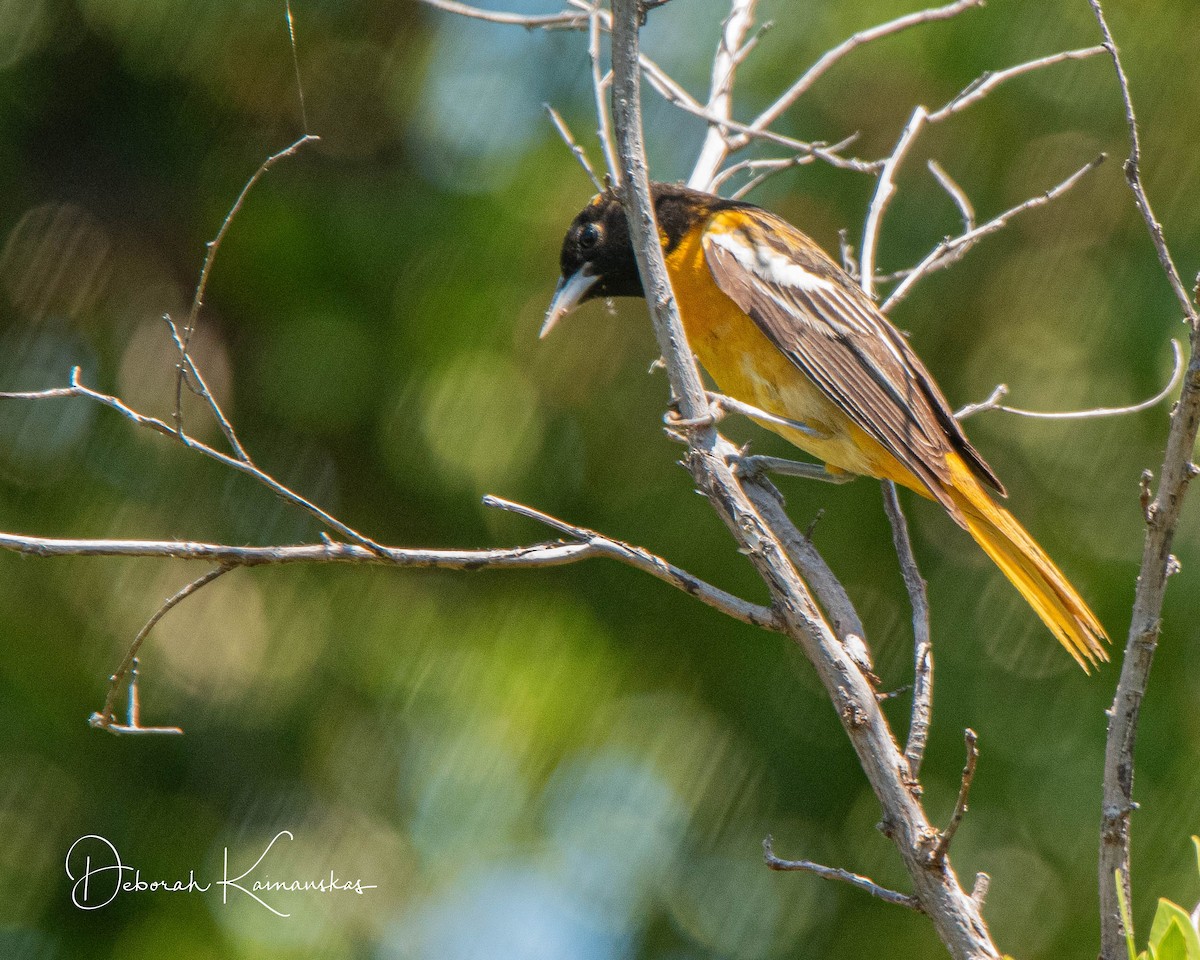 Baltimore Oriole - Deborah Kainauskas