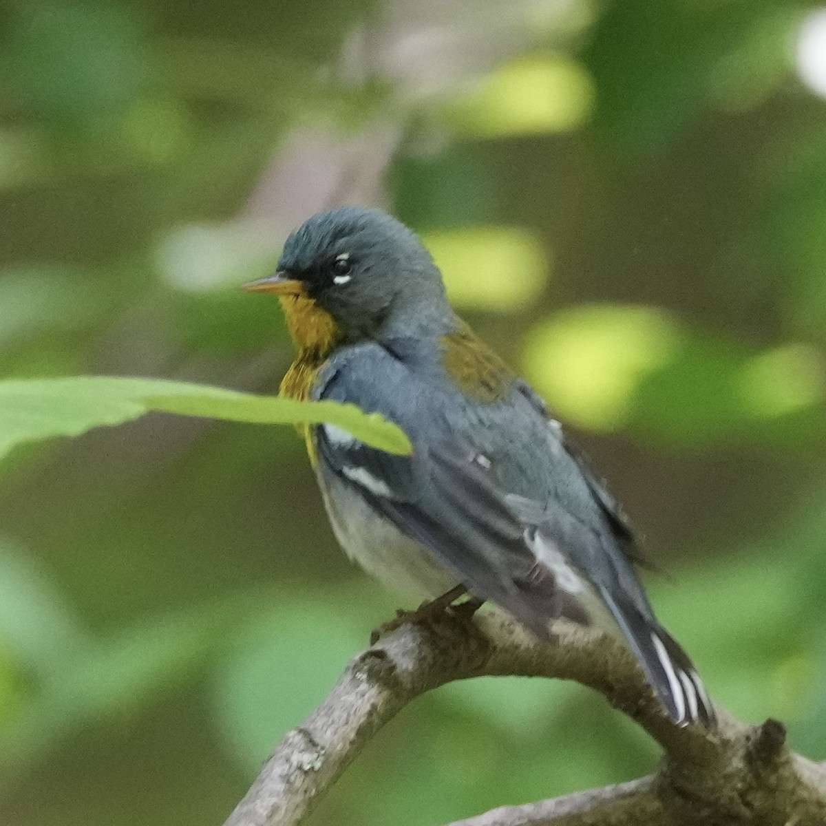 Northern Parula - Charlene Fan