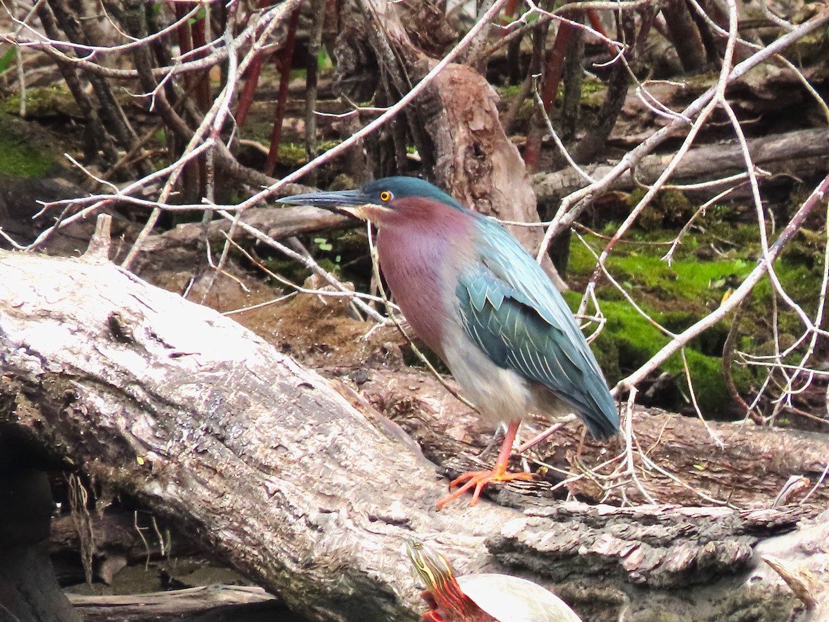 Green Heron - Dave&Kerry Sehloff