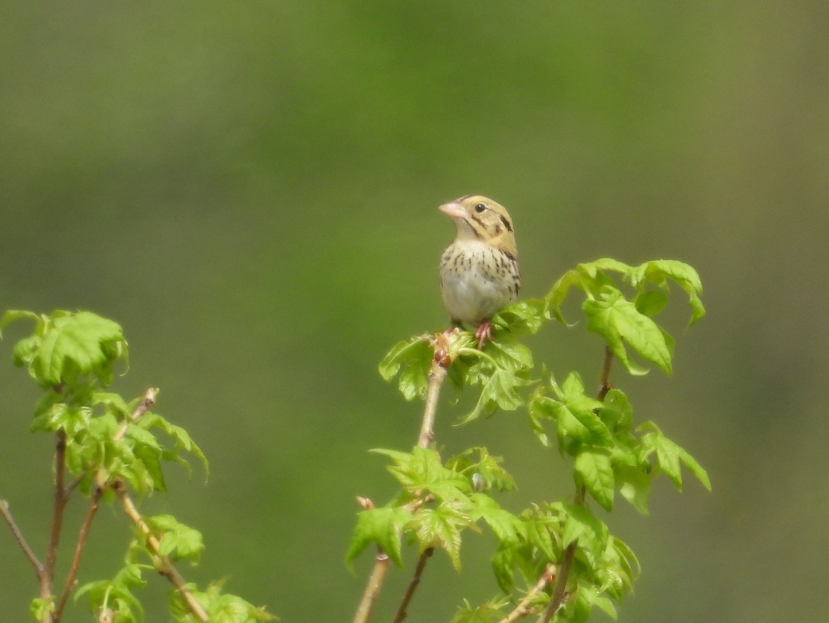 Henslow's Sparrow - Paolo Matteucci