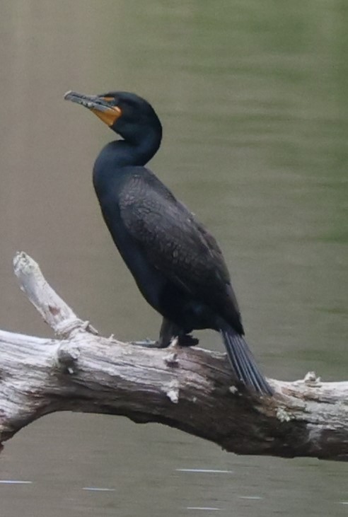 Double-crested Cormorant - Mark Miller