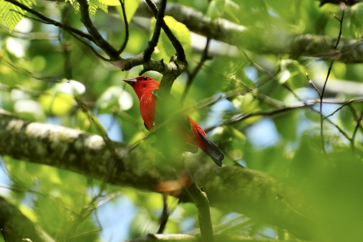 Scarlet Tanager - ML618162449