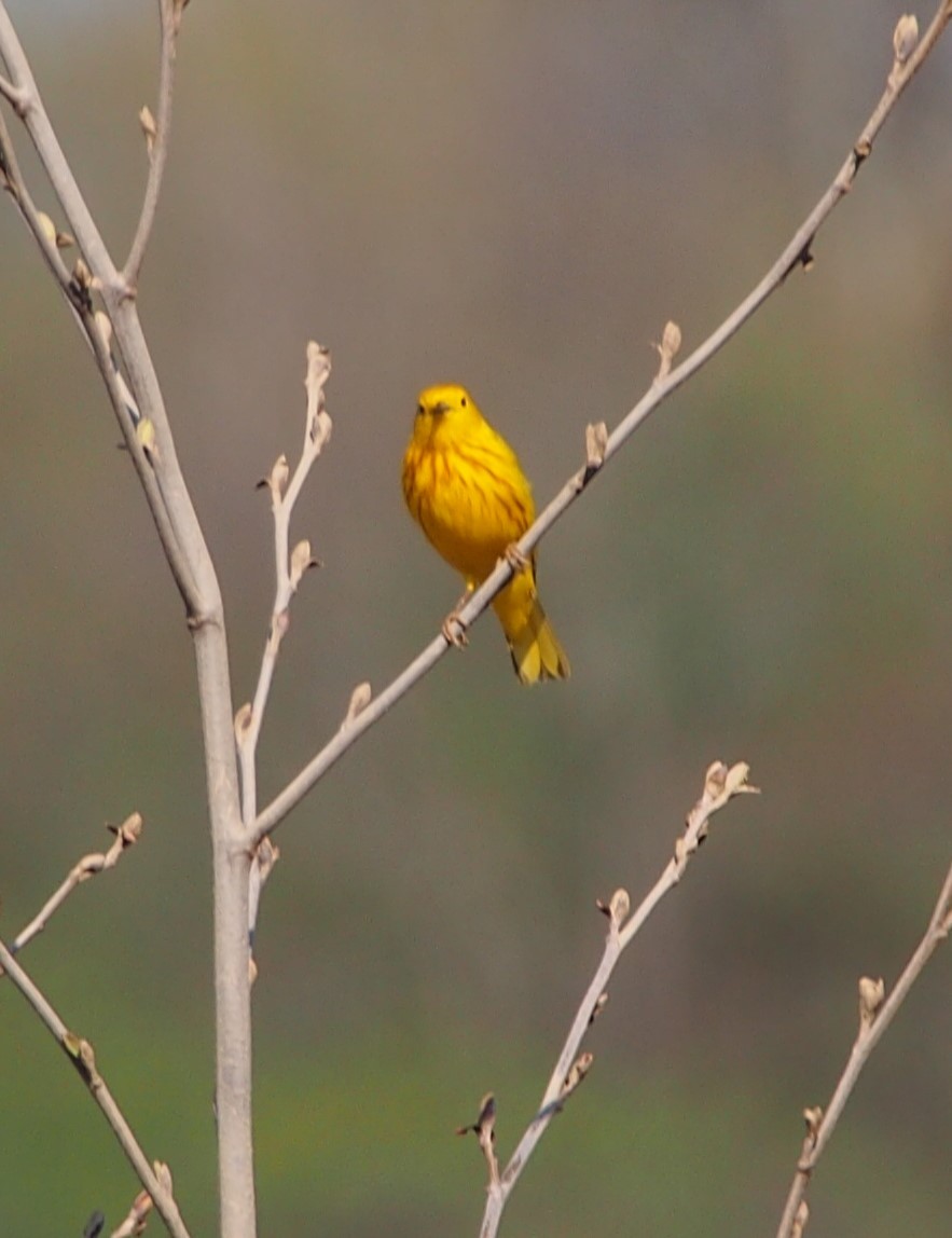 Paruline jaune - ML618162452