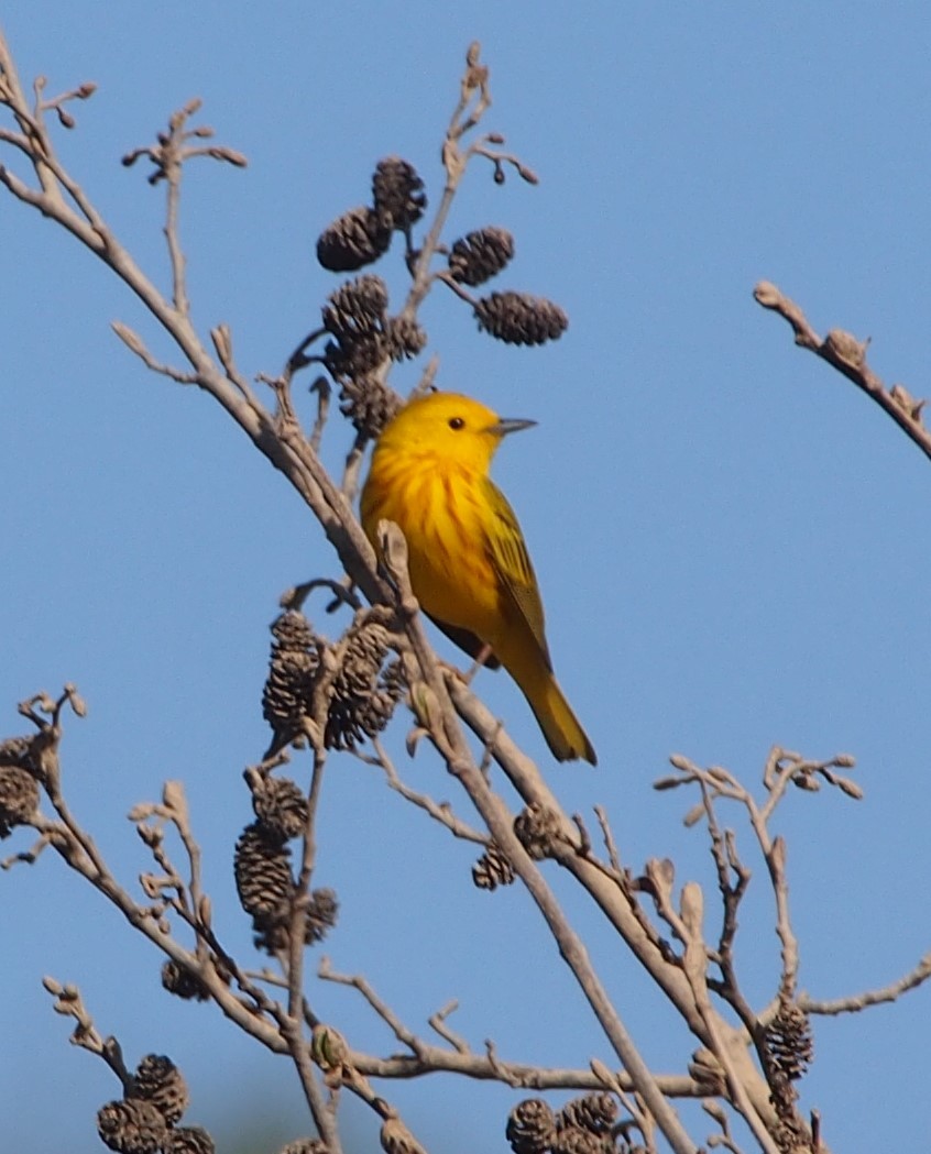 Yellow Warbler - John Forcey