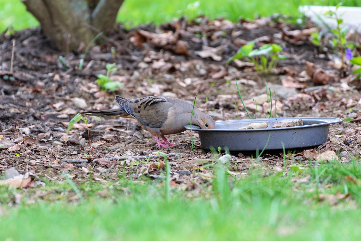 Mourning Dove - Andrew W.