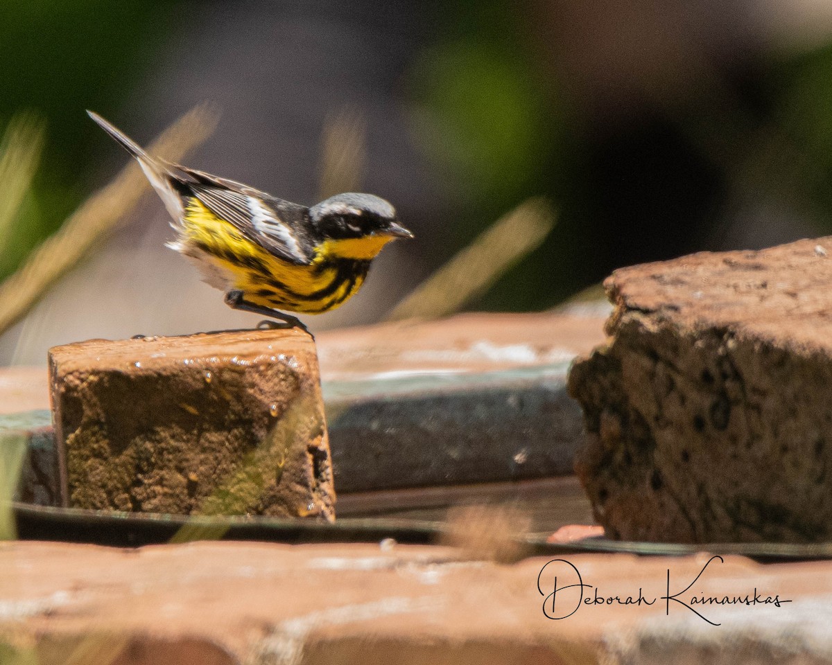 Magnolia Warbler - Deborah Kainauskas