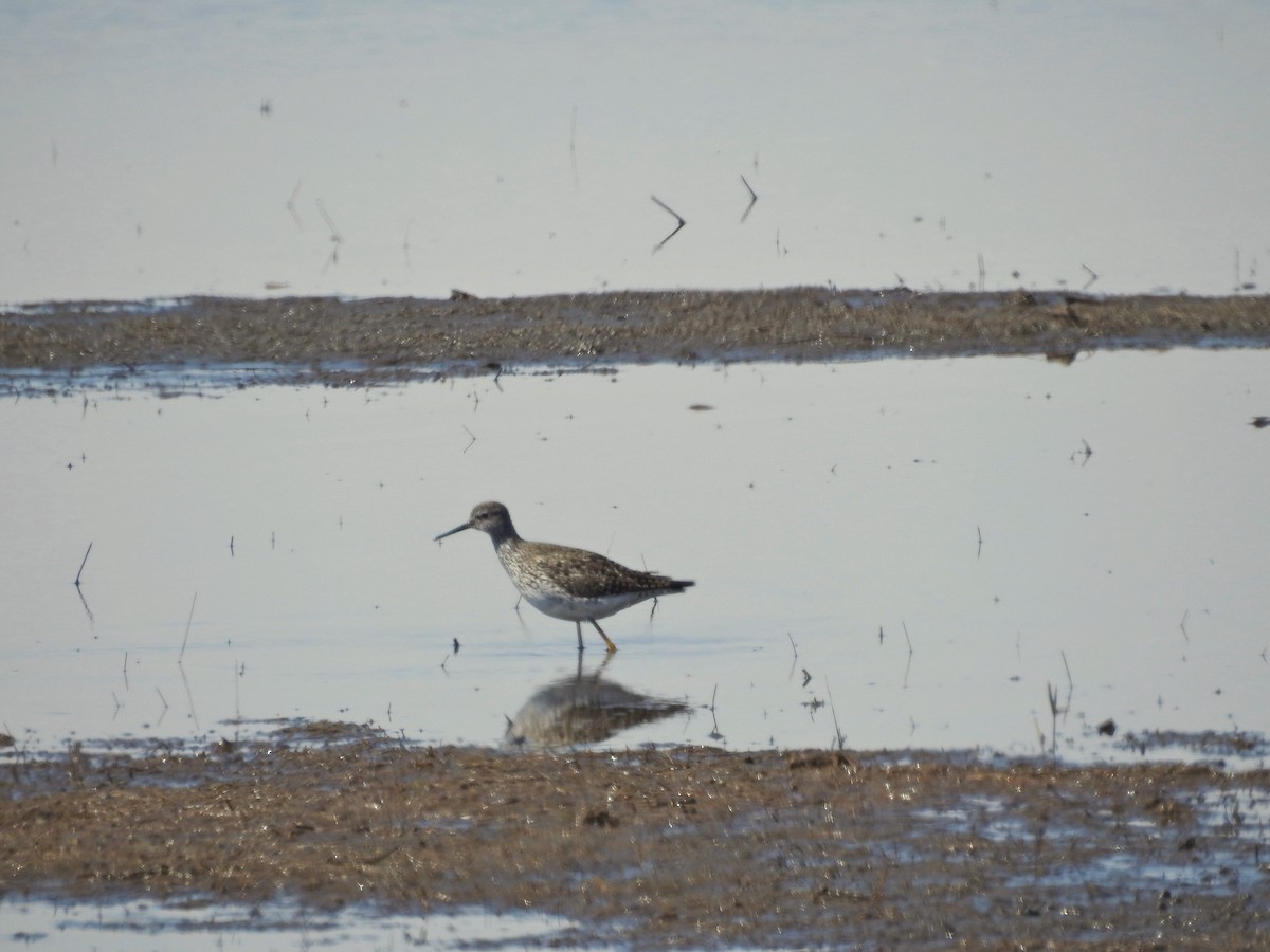 Lesser Yellowlegs - Dan Prima