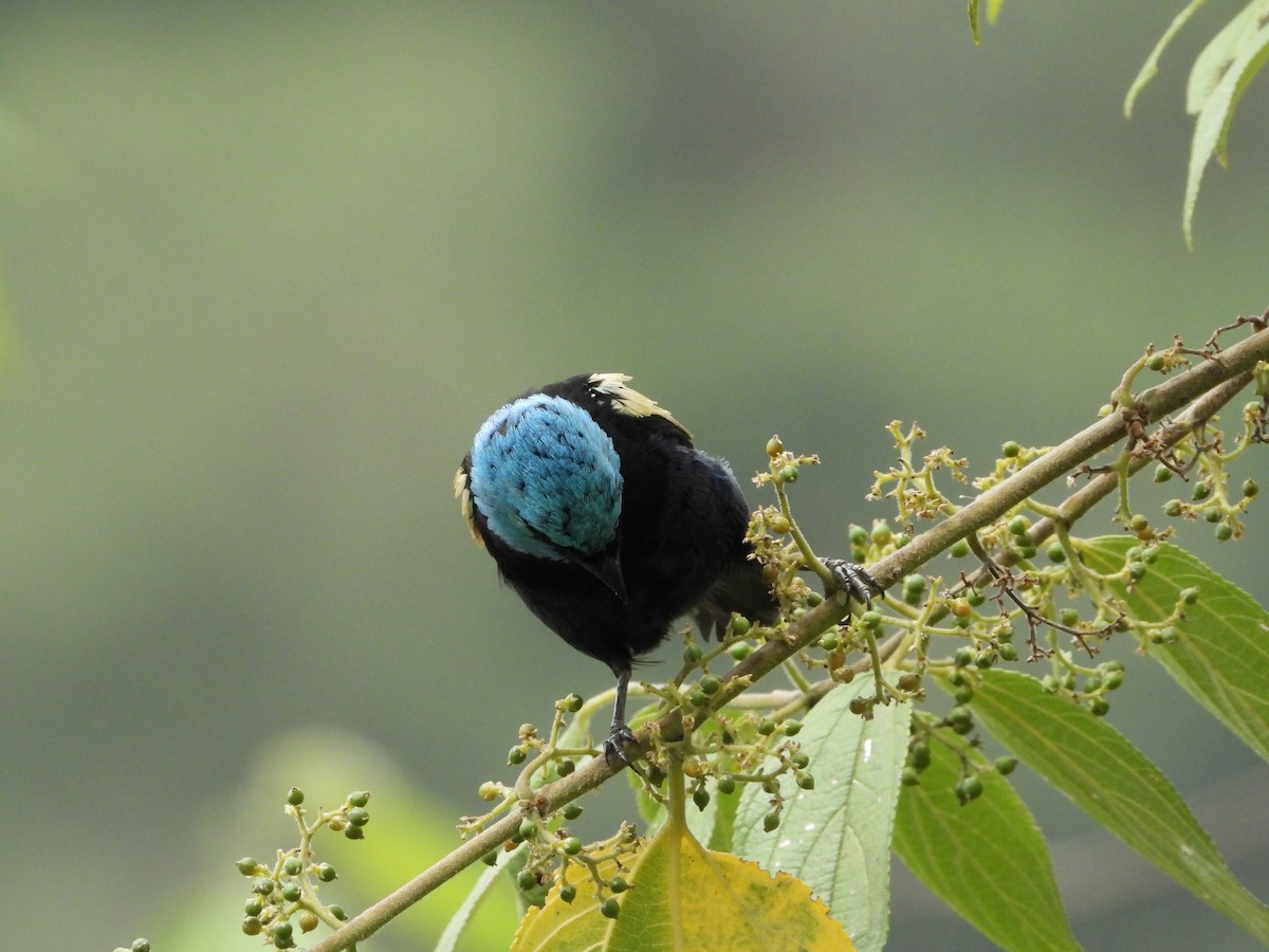 Blue-necked Tanager - Ricardo  Sanchez