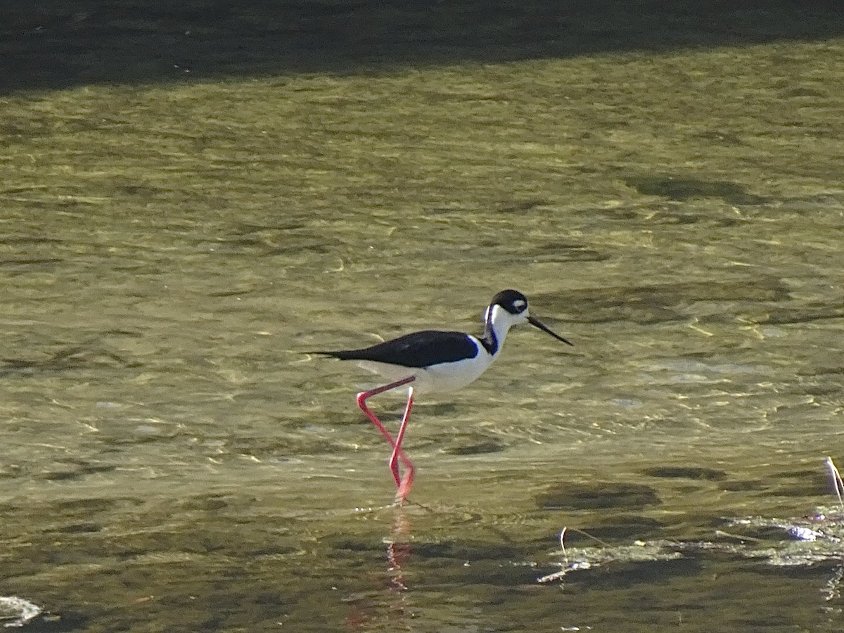 Black-necked Stilt - Julia Ray