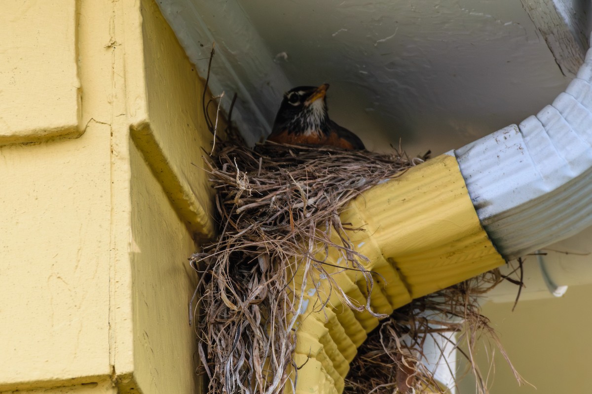 American Robin - Andrew W.