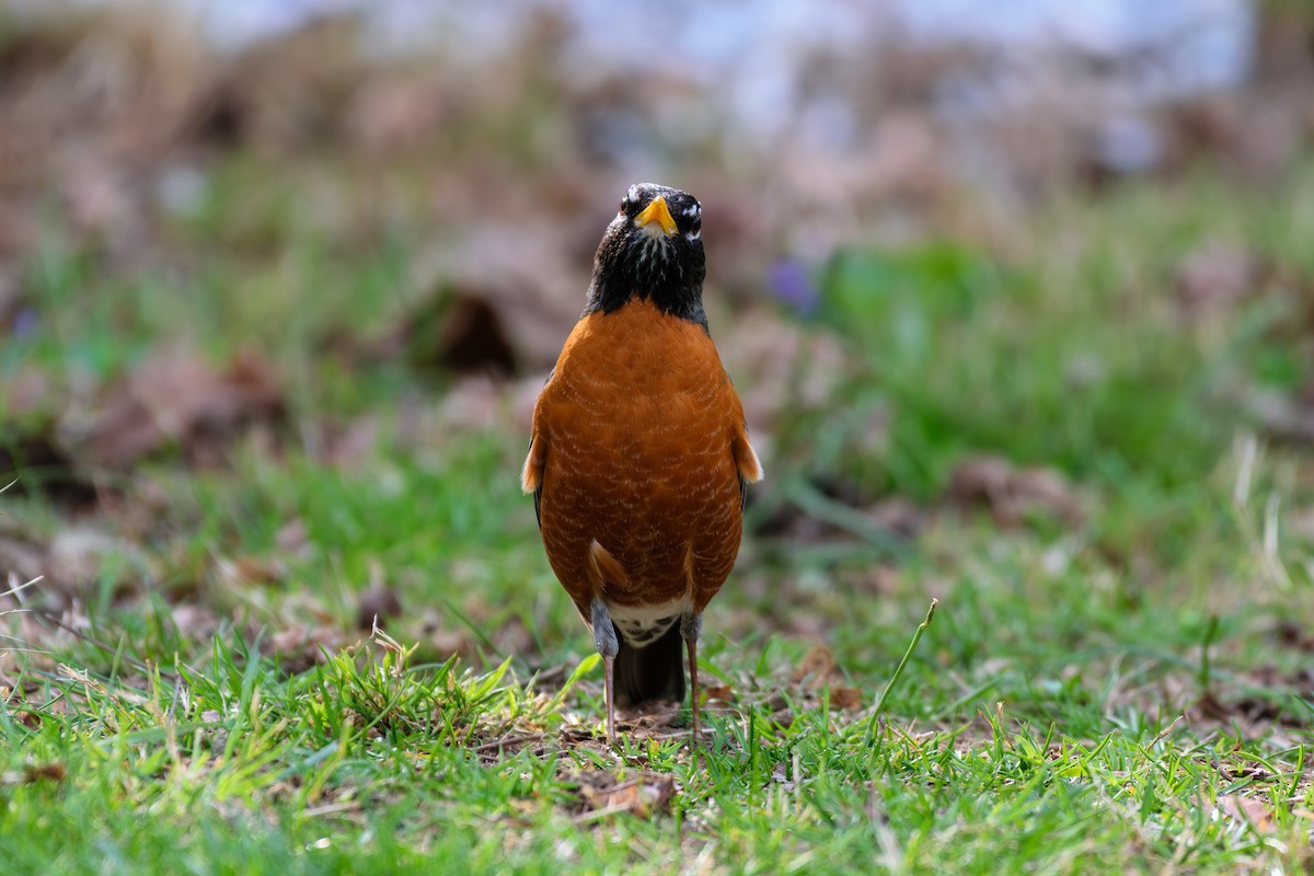 American Robin - Andrew W.