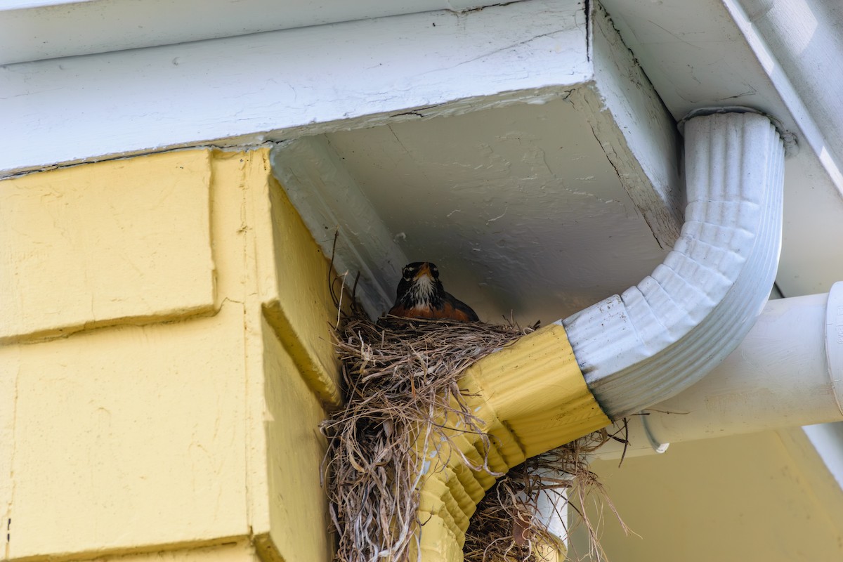 American Robin - Andrew W.