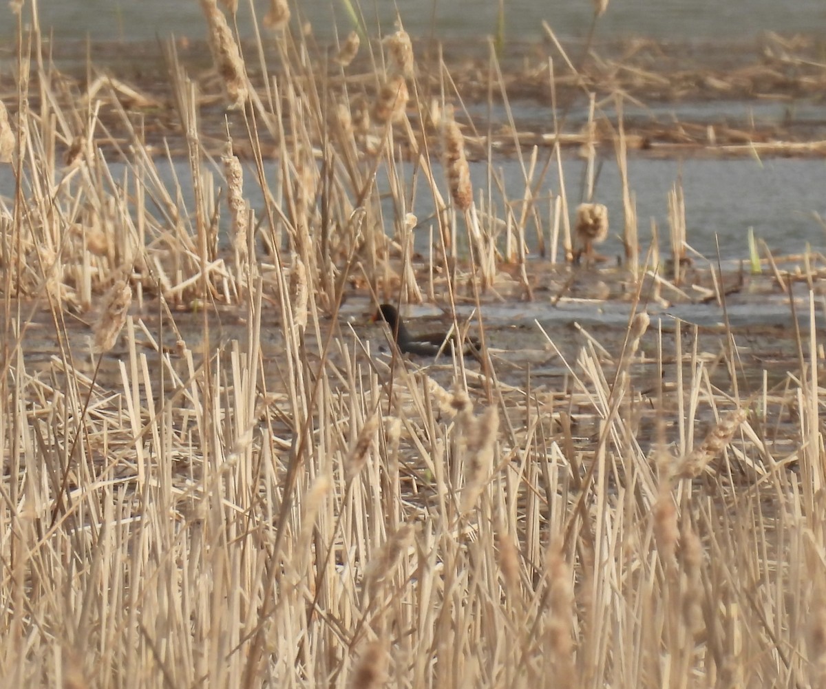 Common Gallinule - John McKay