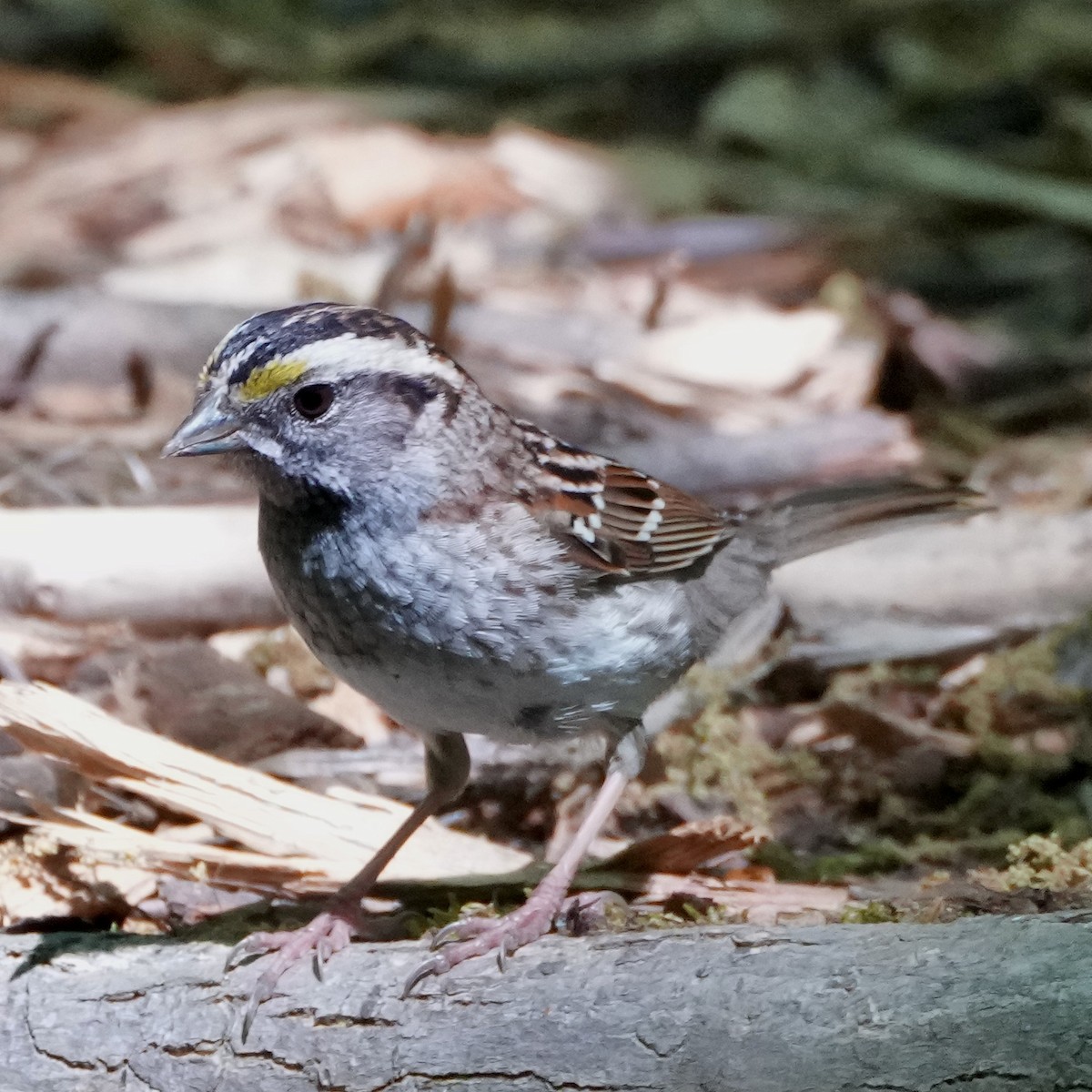 White-throated Sparrow - Charlene Fan