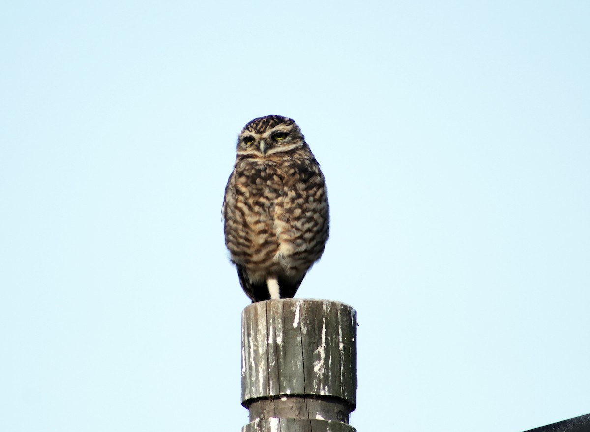 Burrowing Owl - Patricio Camacho