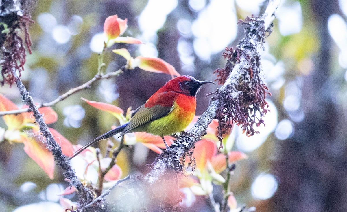 Mrs. Gould's Sunbird (Scarlet-breasted) - ML618162539