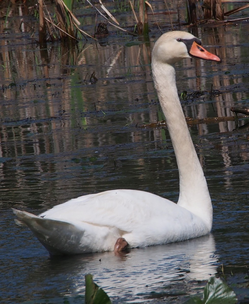 Mute Swan - John Forcey