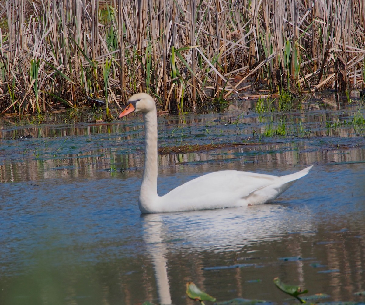 Mute Swan - John Forcey