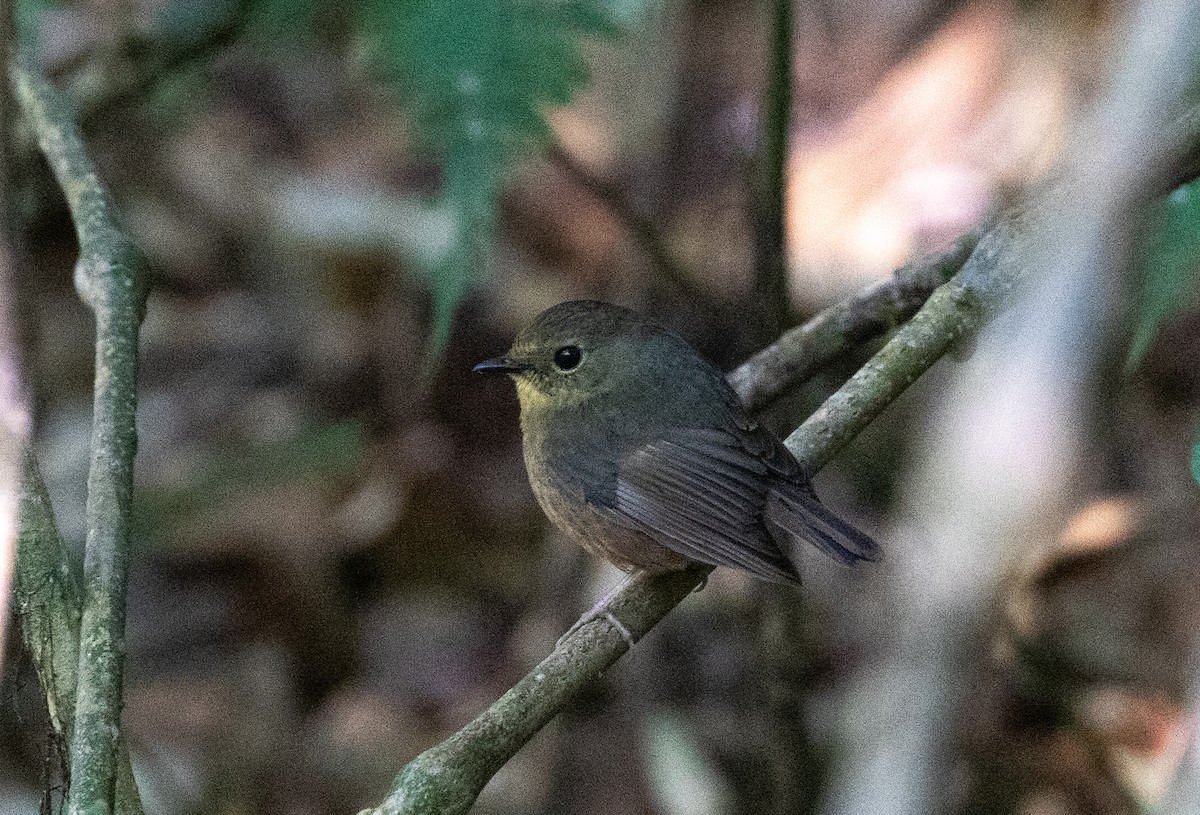 Snowy-browed Flycatcher - Daniel Gornall