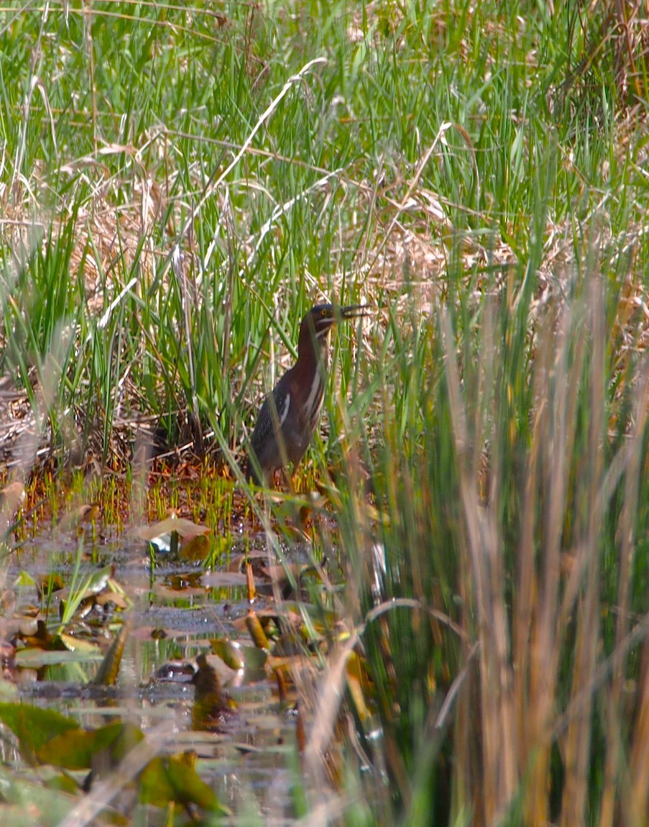 Green Heron - John Forcey