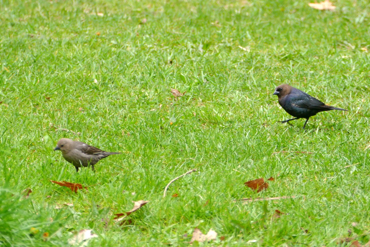 Brown-headed Cowbird - Judith Slein