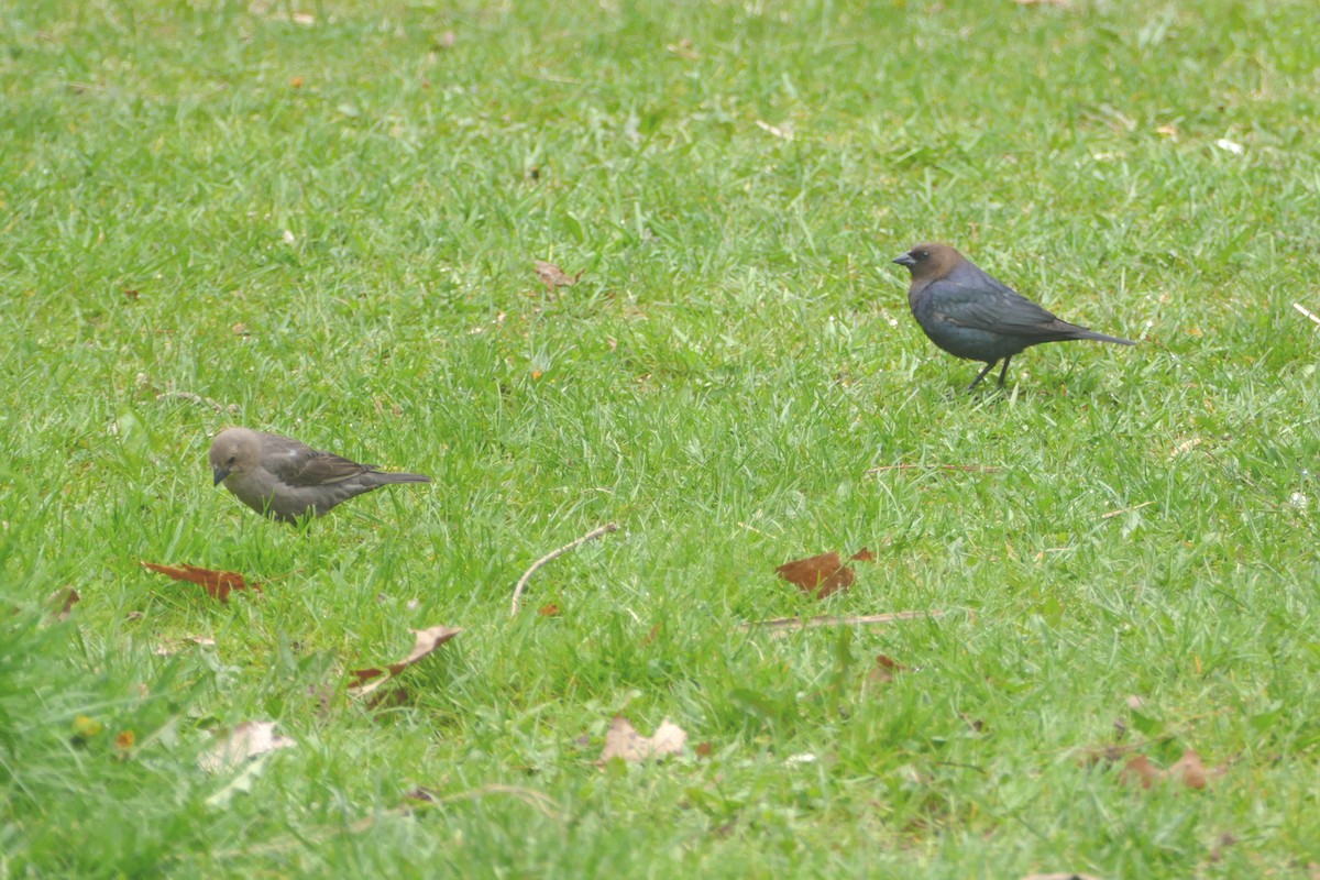 Brown-headed Cowbird - Judith Slein