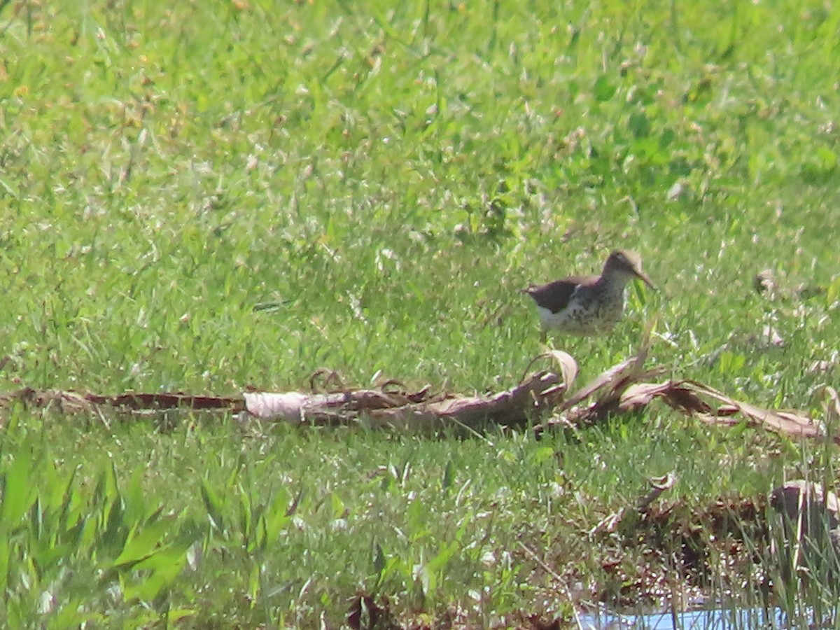 Spotted Sandpiper - Dick Zerger