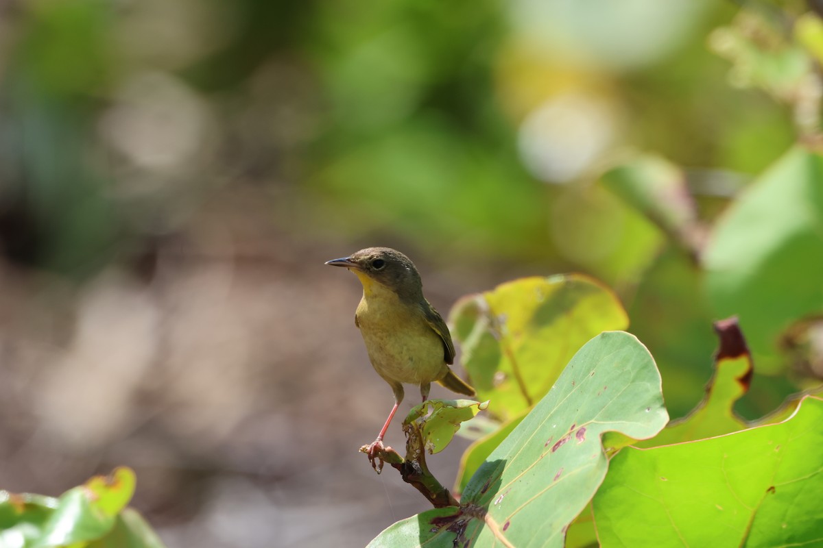 Common Yellowthroat - Derek LaFlamme