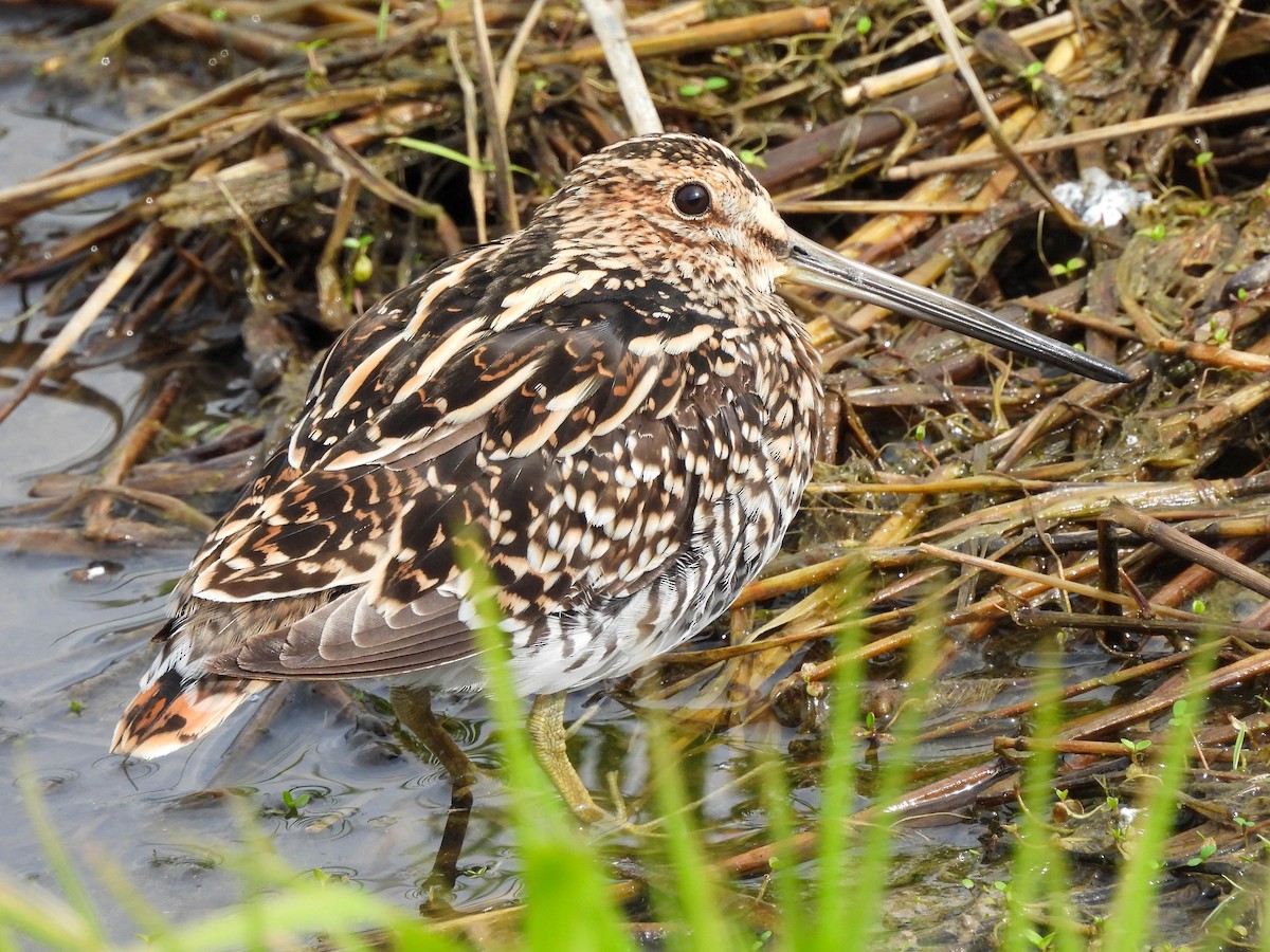 Wilson's Snipe - Matthew Valiga