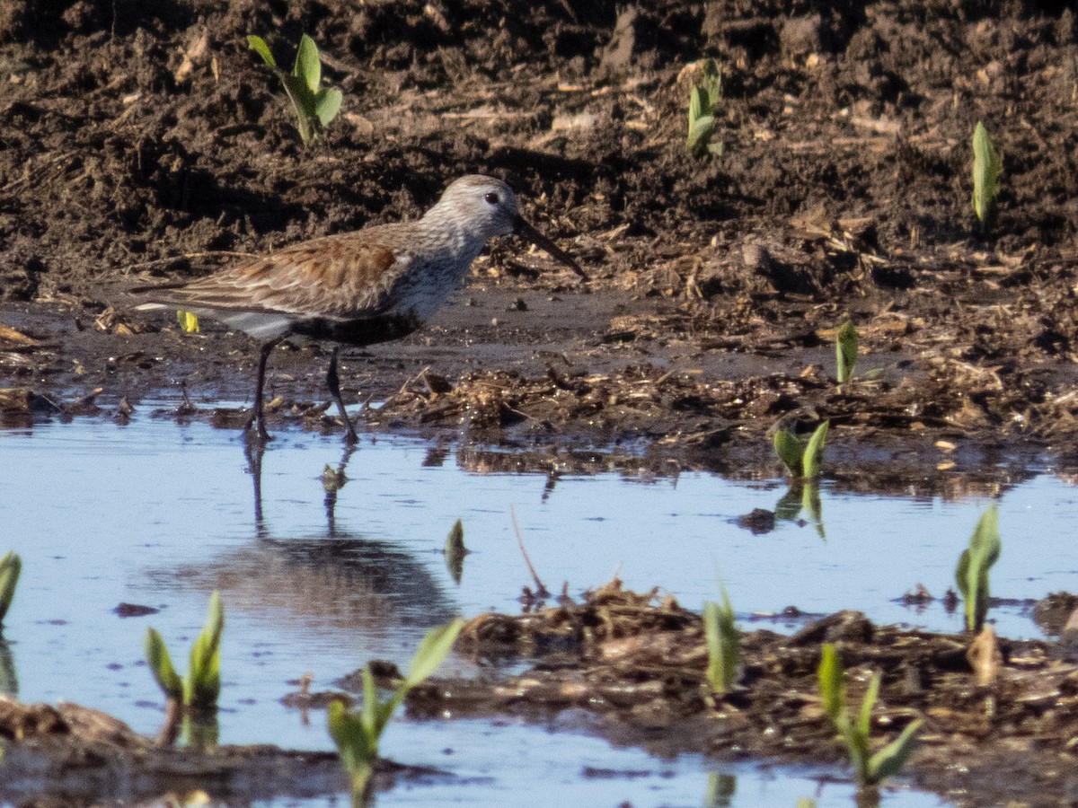 Dunlin - ML618162616