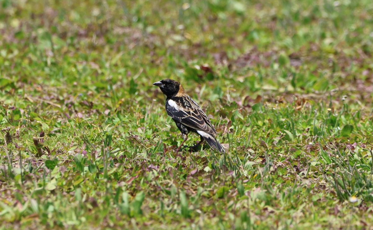 Bobolink - Derek LaFlamme