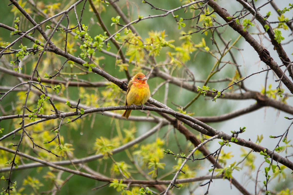 Summer Tanager - ML618162643