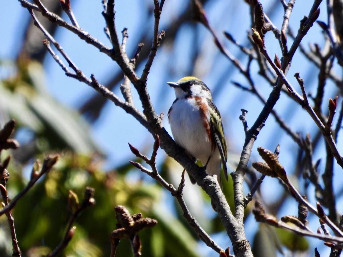 Chestnut-sided Warbler - ML618162662