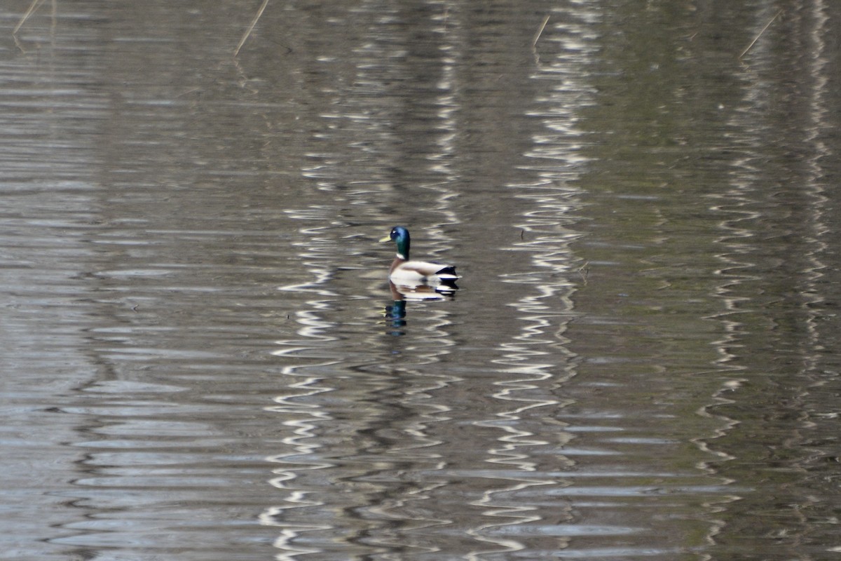 Mallard - Anton Kornilov