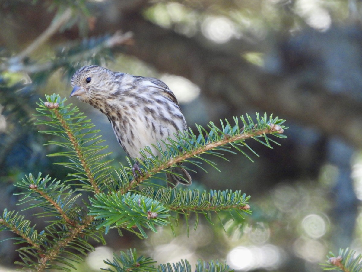 Pine Siskin - ML618162671