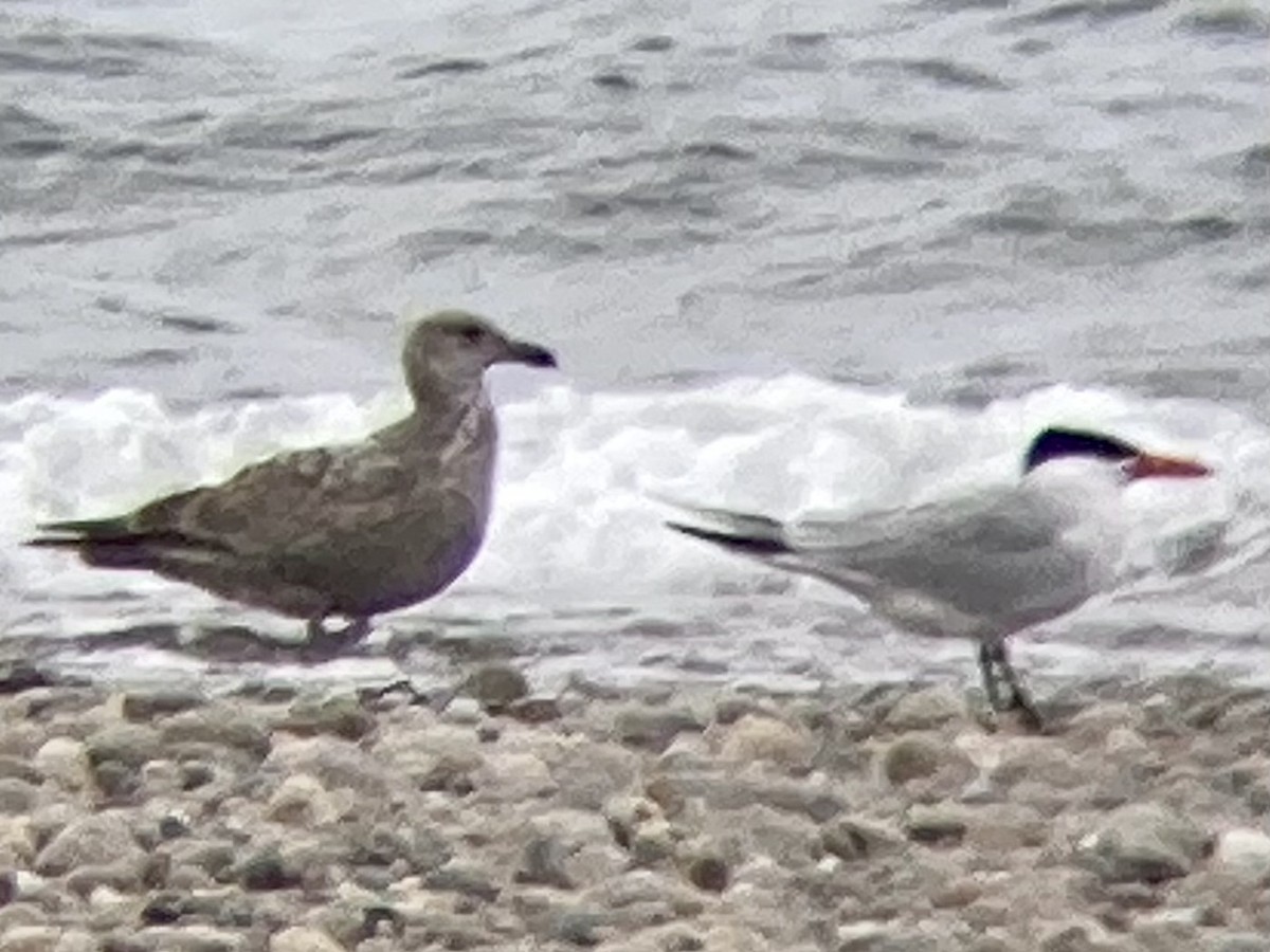 Caspian Tern - ML618162686