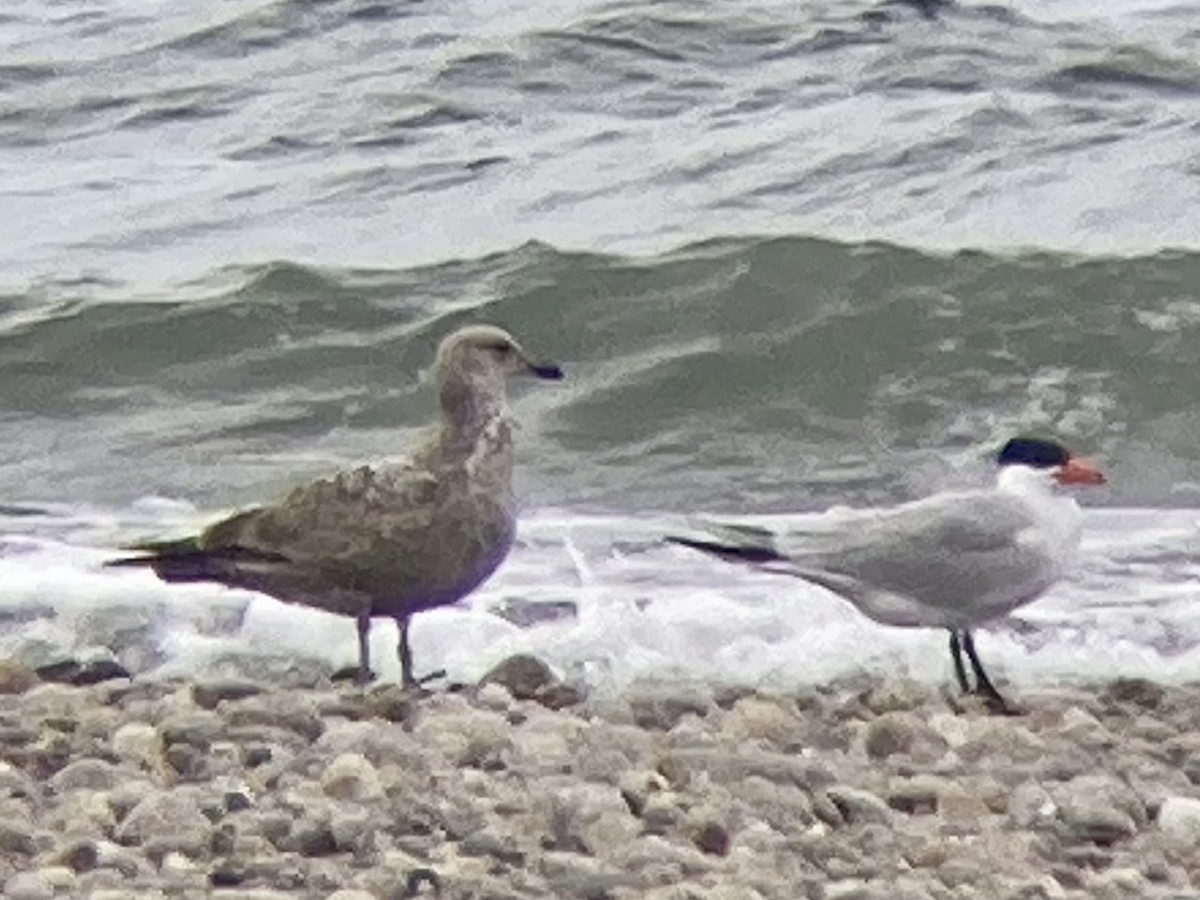 Caspian Tern - ML618162687