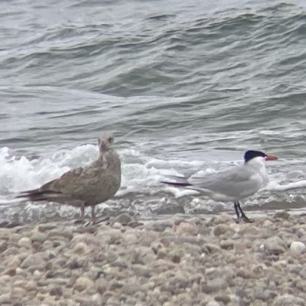 Caspian Tern - ML618162688