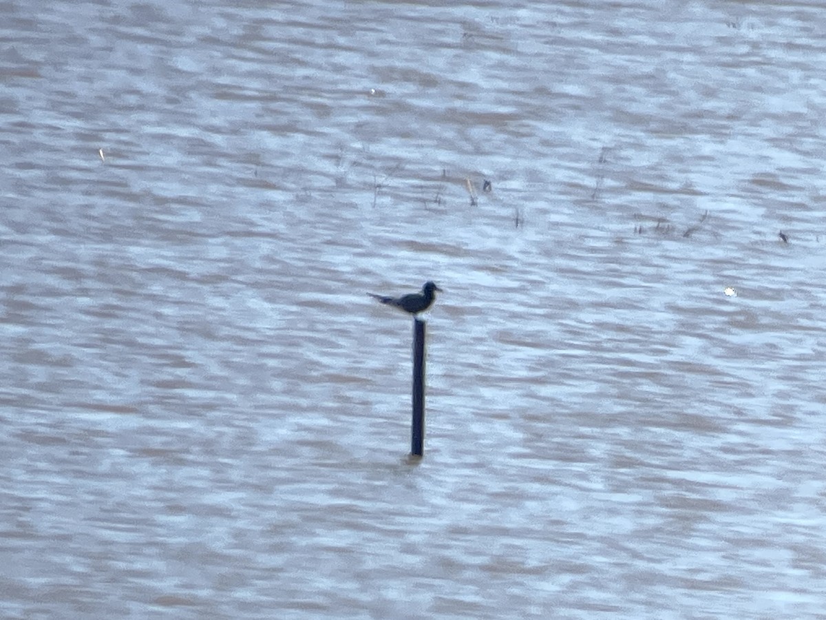 Black Tern - Lisa Owens