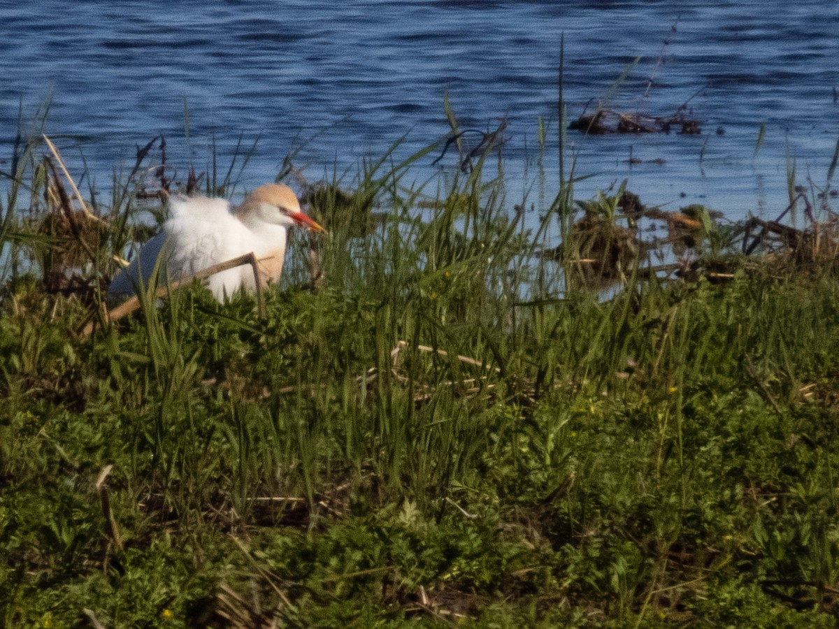 Western Cattle Egret - ML618162700