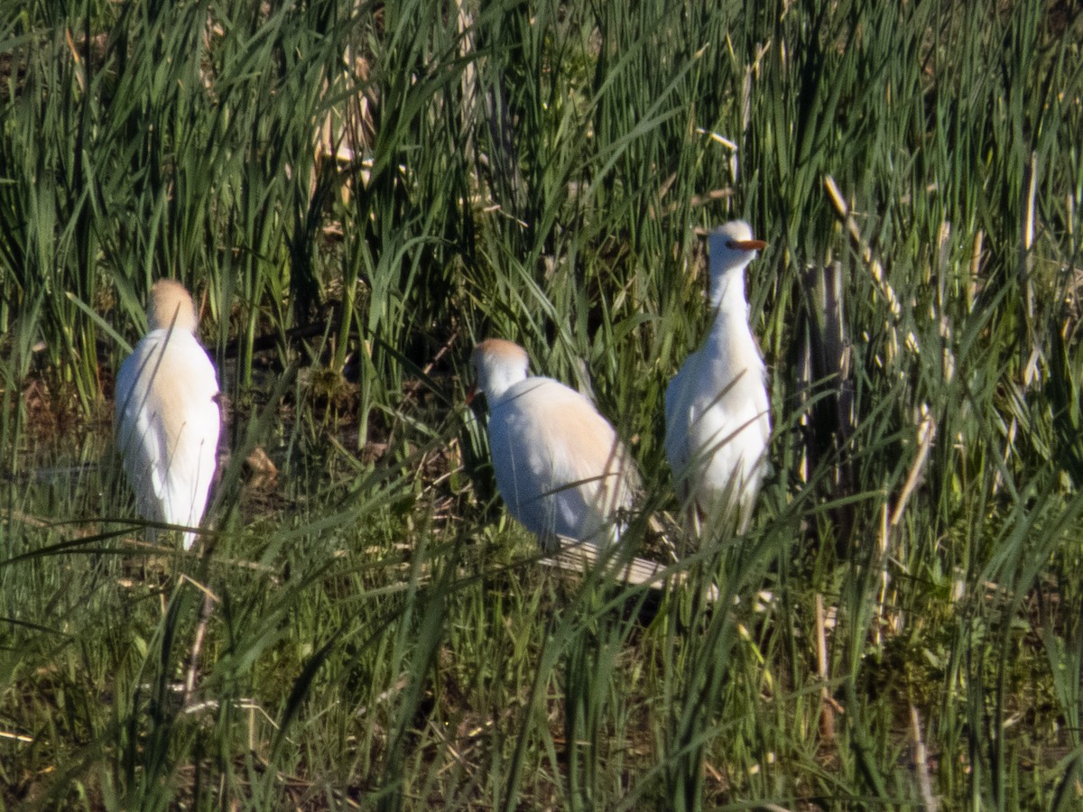 Western Cattle Egret - ML618162701