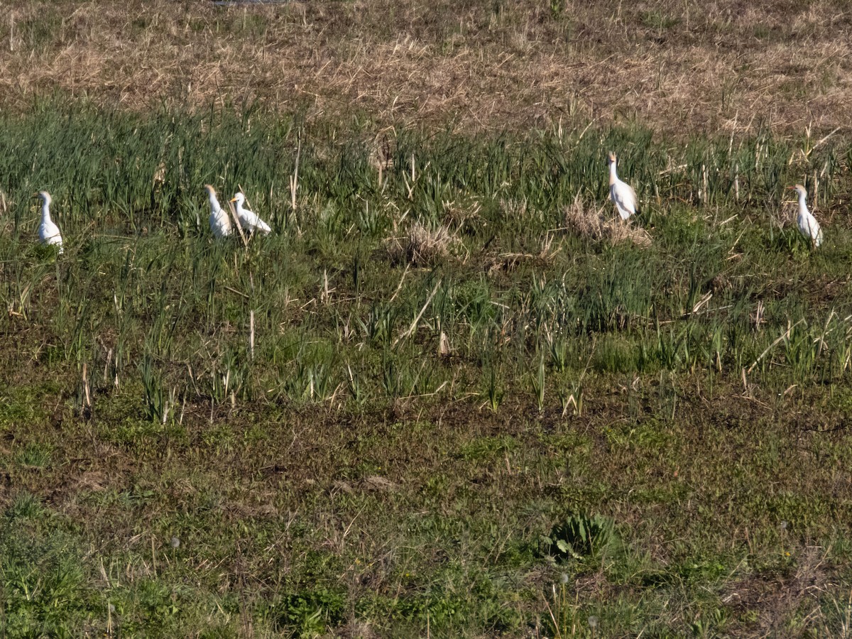 Western Cattle Egret - ML618162711