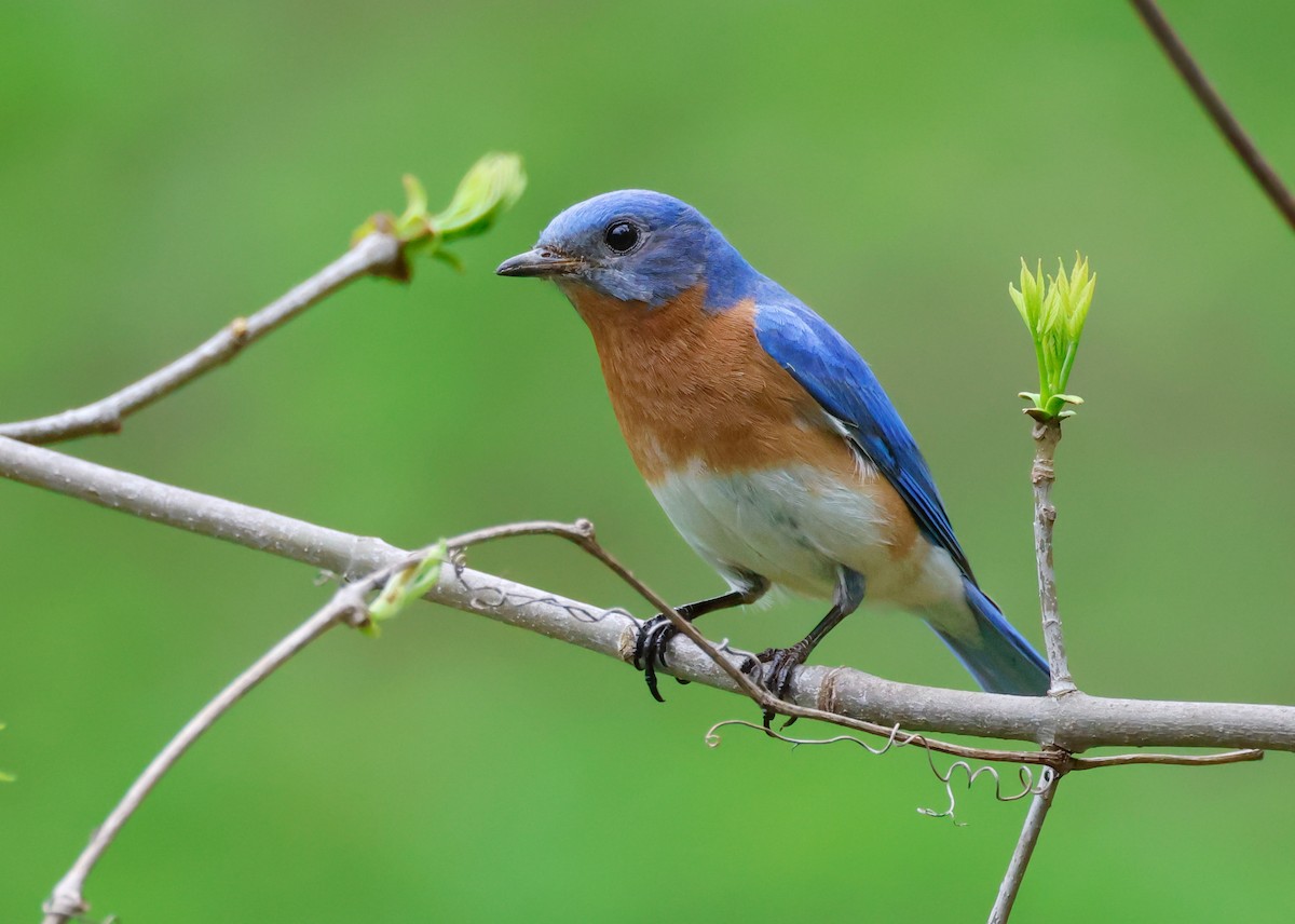 Eastern Bluebird - Randall Everts