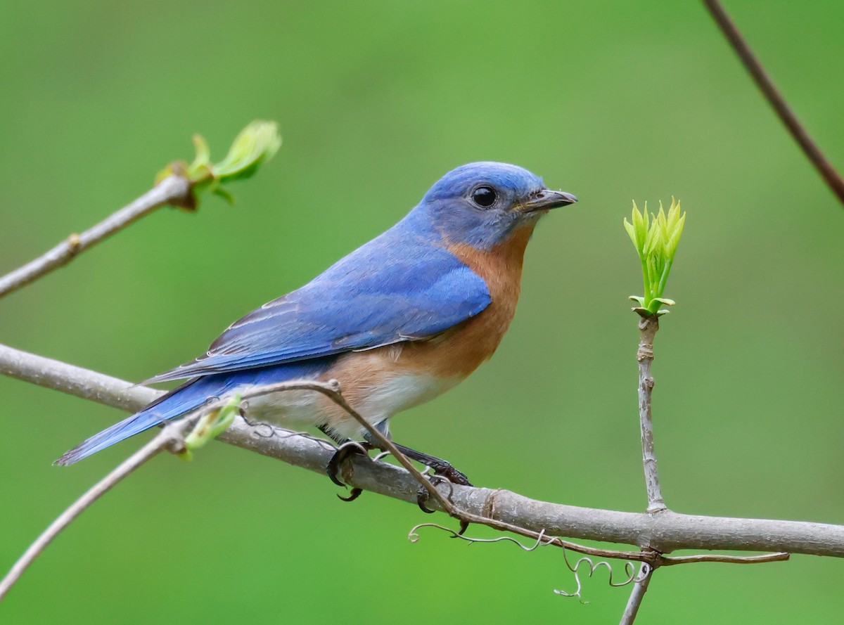 Eastern Bluebird - Randall Everts